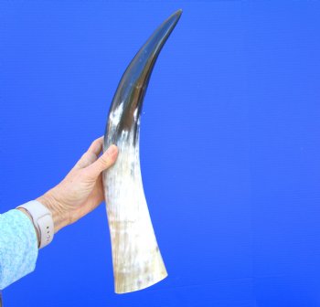 20-1/2 inches Polished Cattle Horn, with Black and White - Buy this one for $39.99