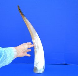 21-1/2 inches Polis...