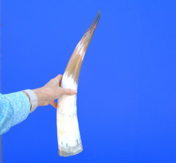 21-1/2 inches Polished Cattle Horn, Tan, White and Black - Buy this one for $39.99