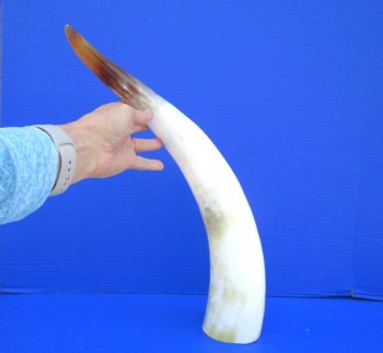21-1/2 inches Polished Cattle Horn, with Tan, White and Golden Brown - Buy this one for $39.99