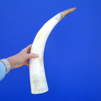 21-1/2 inches Polished Cattle Horn, with Tan, White and Golden Brown - Buy this one for $39.99