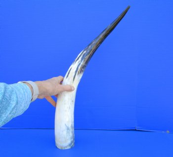 23-1/2 inches Polished Cow Horn, Black, White, Tan and Gray - Buy this one for $39.99