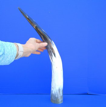 23-1/2 inches Polished Cow Horn, Black, White, Tan and Gray - Buy this one for $39.99
