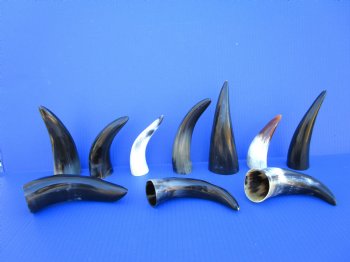 6 to 8 inches Small Polished Cow Horns -  2 @ $4.25 each; 5 @ $3.60 each