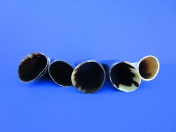 Five Polished Cow Horns 5 to 7 Inches for $4 each