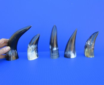 Five Polished Cattle Horns 5 to 8 Inches for $4 each