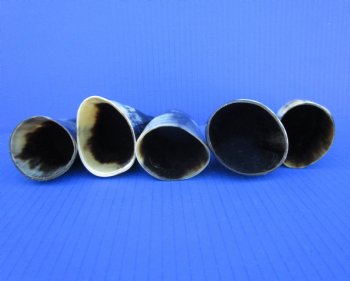Five Polished Cattle Horns 5 to 8 Inches for $4 each