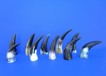 Ten Polished Cow Horns 6 to 8-1/2 Inches for $3.60 each