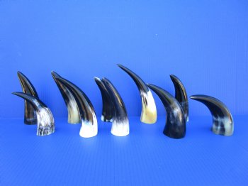 Ten Polished Cow Horns 6 to 8-1/2 Inches for $3.60 each