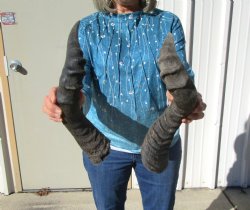 Two Red Hartebeest Horns, 20 and 22 inches (1 Right, 1 Left) - Buy these for $15 each