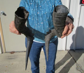 Two Red Hartebeest Horns, 20 and 22 inches (1 Right, 1 Left) - Buy these for $15 each