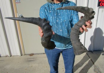Two Red Hartebeest Horns, 20 and 22 inches (1 Right, 1 Left) - Buy these for $15 each