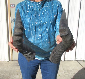 Two Red Hartebeest Horns, 19 and 19-1/2 inches (1 Right, 1 Left) - Buy these for $15 each