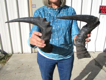 Two Red Hartebeest Horns, 19 and 19-1/2 inches (1 Right, 1 Left) - Buy these for $15 each