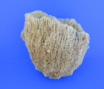 8-1/2 inches tall Natural Sea Sponge for Sale - Buy this one for $14.99