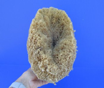 8-1/2 inches tall Natural Sea Sponge for Sale - Buy this one for $14.99