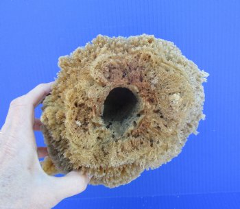 8-1/2 inches tall Natural Sea Sponge for Sale - Buy this one for $14.99