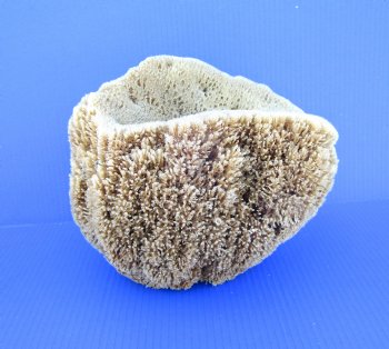 8 inches tall Natural Sea Sponge for Sale - Buy this one for $14.99