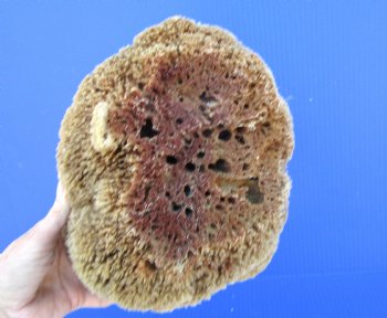 8 inches tall Natural Sea Sponge for Sale - Buy this one for $14.99