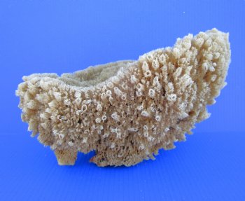 12 inches long Natural Sea Sponge for Sale - Buy this one for $19.99