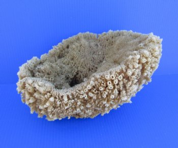 12 inches long Natural Sea Sponge for Sale - Buy this one for $19.99