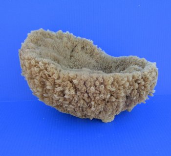 12 inches long Natural Sea Sponge for Sale - Buy this one for $19.99