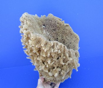 11 inches tall Natural Sea Sponge for Sale - Buy this one for $14.99
