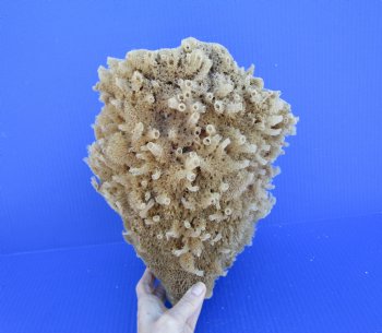 11 inches tall Natural Sea Sponge for Sale - Buy this one for $14.99