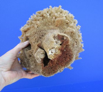 11 inches tall Natural Sea Sponge for Sale - Buy this one for $14.99