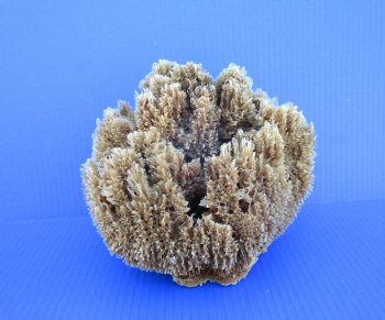 7-3/4 inches wide Natural Sea Sponge for Sale - Buy this one for $12.99