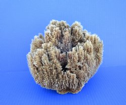 7-3/4 inches wide Natural Sea Sponge for Sale - Buy this one for $12.99