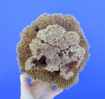 7-3/4 inches wide Natural Sea Sponge for Sale - Buy this one for $12.99