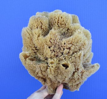 8 inches tall Natural Sea Sponge for Sale - Buy this one for $12.99