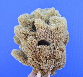 8 inches tall Natural Sea Sponge for Sale - Buy this one for $12.99