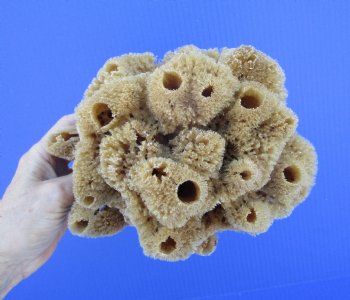 8 inches tall Natural Sea Sponge for Sale - Buy this one for $12.99