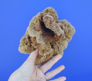 8 inches tall Natural Sea Sponge for Sale - Buy this one for $12.99