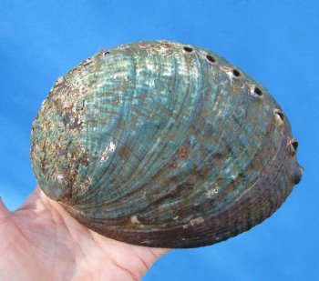 Large Blue Green Abalone Shell, 6 by 4-1/2 inches - Buy this for $14.99