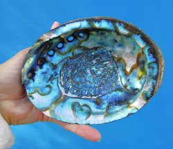 Large Blue Green Abalone Shell, 5-7/8 by 4-1/4 inches - Buy this for $14.99