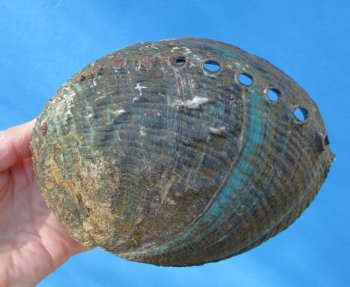 Large Blue Green Abalone Shell, 5-7/8 by 4-1/4 inches - Buy this for $14.99