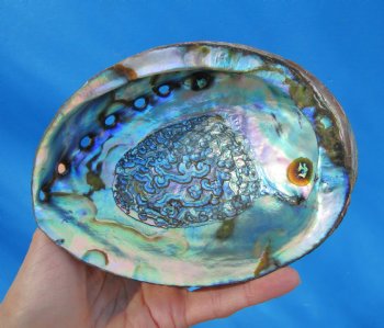 Large Blue Green Abalone Shell, 6-1/4 by 4-3/4 inches - Buy this for $14.99