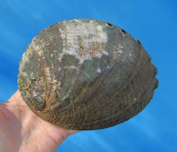Large Blue Green Abalone Shell, 6-1/4 by 4-3/4 inches - Buy this for $14.99