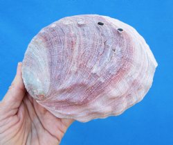 5-1/2 inches Natural Red Abalone Shell - Buy this for $14.99