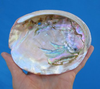 5-1/2 inches Natural Red Abalone Shell - Buy this for $14.99