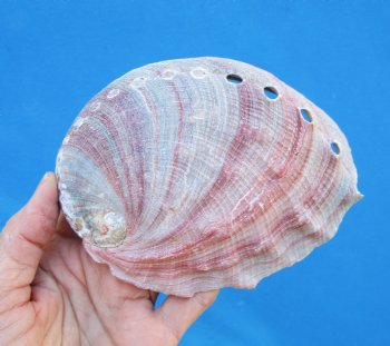 5-inches Natural Red Abalone Shell - Buy this for $14.99