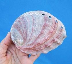5-inches Natural Red Abalone Shell - Buy this for $14.99