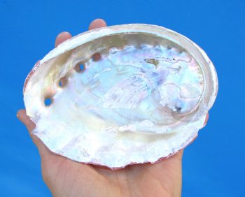 5-inches Natural Red Abalone Shell - Buy this for $14.99