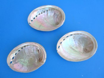 Three Polished Australian Greenlip Abaone Shells, 4 to 4-3/8 inches - Buy these for $6 each