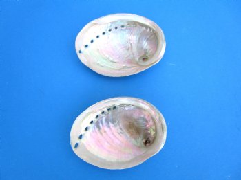 Two Polished Australian Greenlip Abaone Shells, 4-1/8 and 4-3/8 inches - Buy these for $6 each