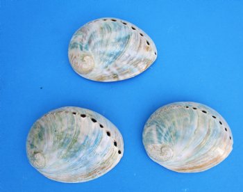 Three Polished Australian Greenlip Abaone Shells, 4-1/8 to 4-1/4 inches - Buy these for $6 each