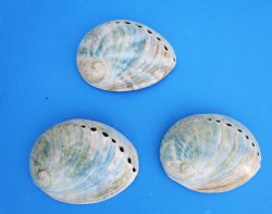Three Polished Australian Greenlip Abaone Shells, 4-1/8 to 4-1/4 inches - Buy these for $6 each